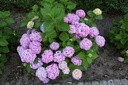 HYMESORI_20110609181848_xlarge.jpeg