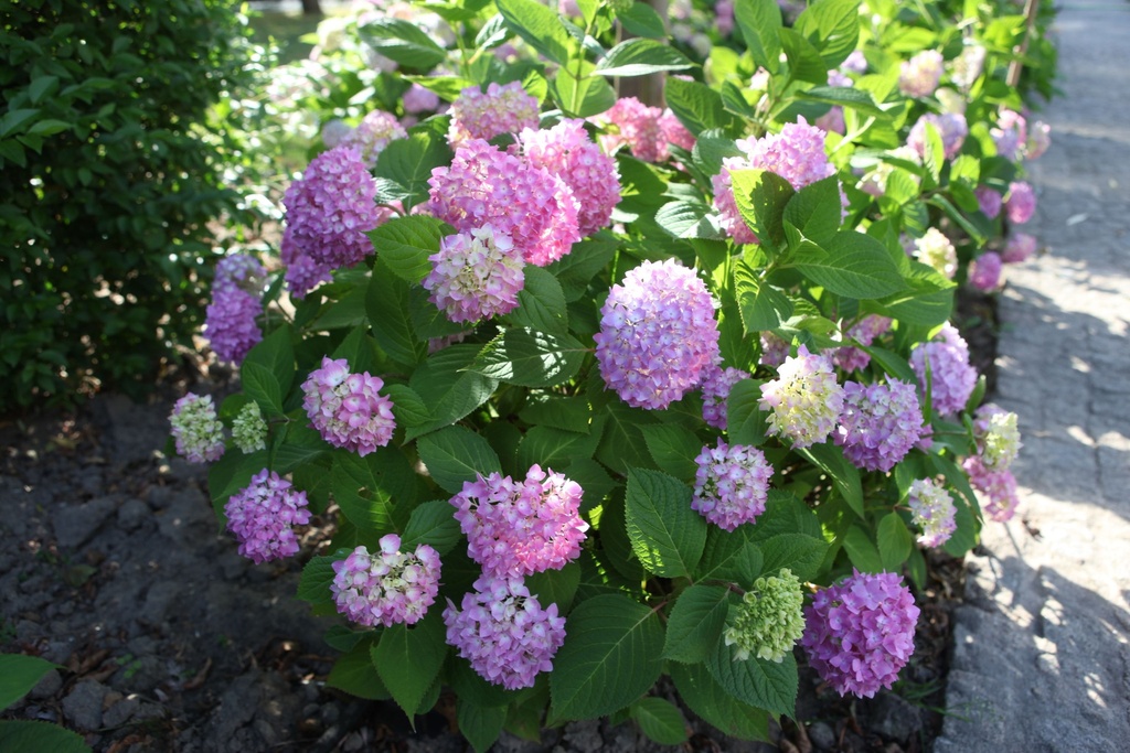 HYMESORI_20110609181831_xlarge.jpeg