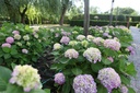 HYMESORI_20110609181813_xlarge.jpeg