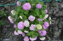 HYMESORI_20110609181748_xlarge.jpeg
