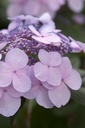 HYMESTSH_20130805082600_xlarge.jpeg