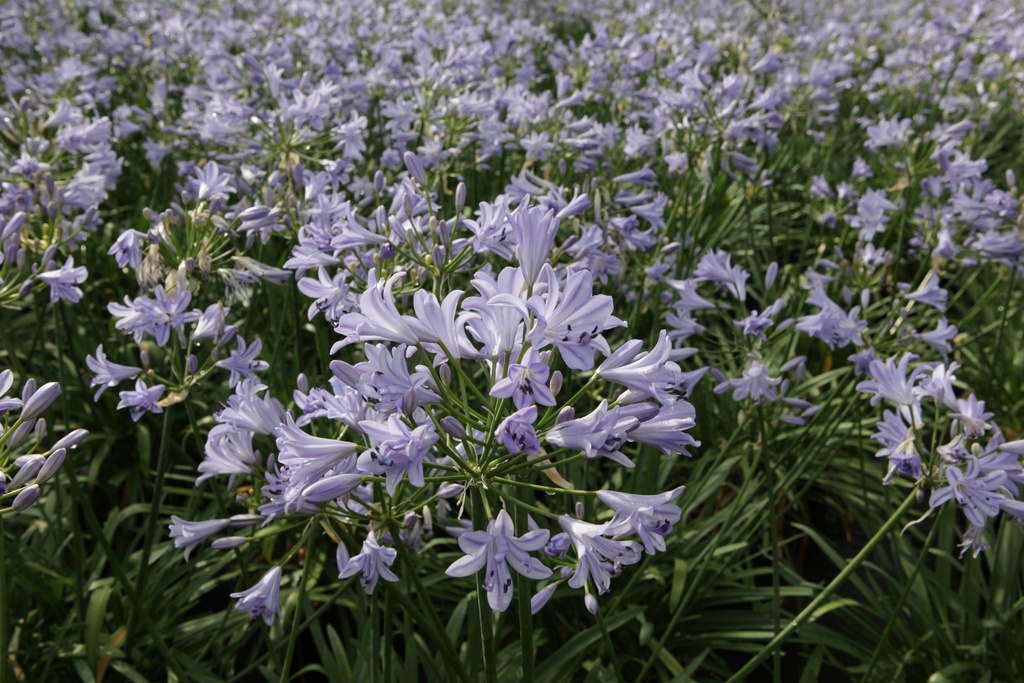 AGBLUEST_20150707092500_xlarge.jpeg