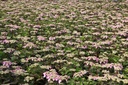 HYMESTSH_20120625175725_xlarge.jpeg