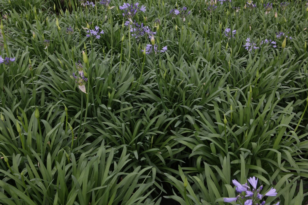 AGBLUEST_20150515103757_xlarge.jpeg