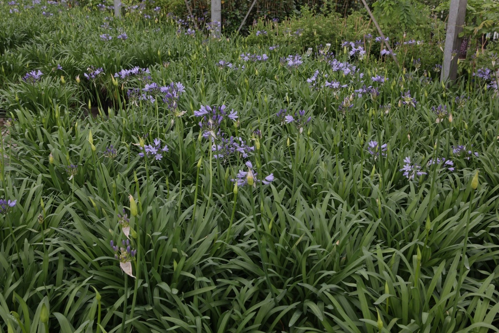 AGBLUEST_20150515103747_xlarge.jpeg