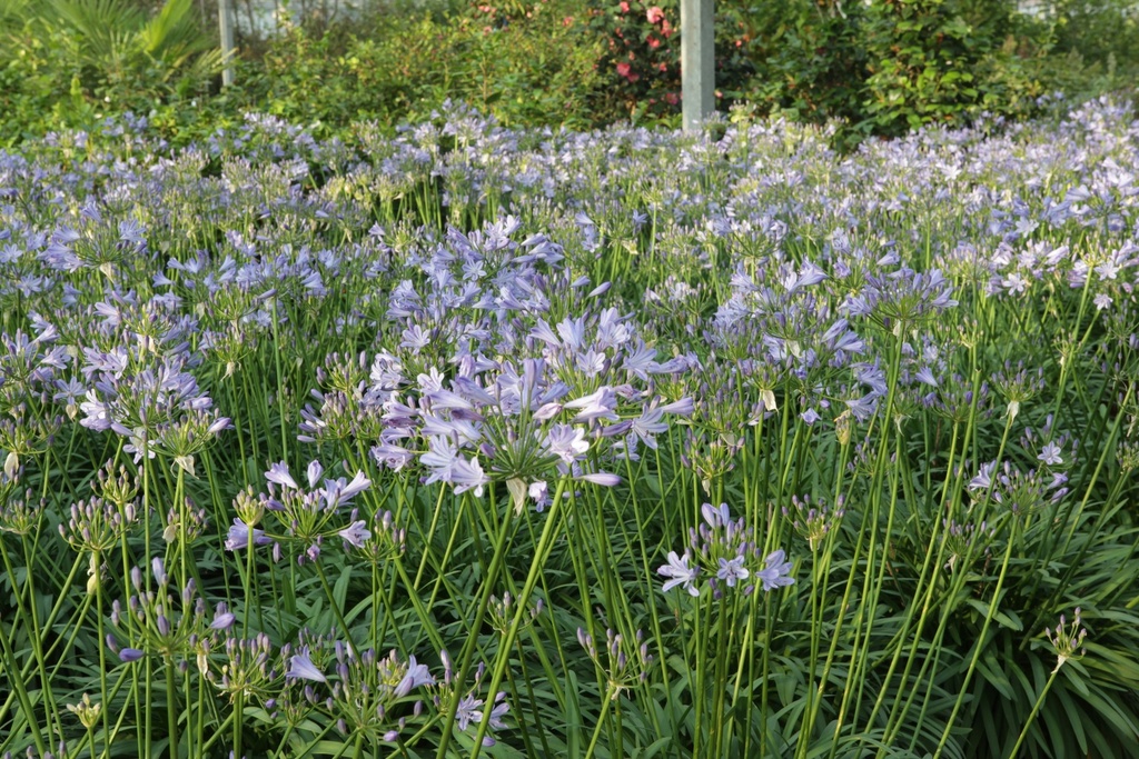 AGBLUEST_20130709075244_xlarge.jpeg