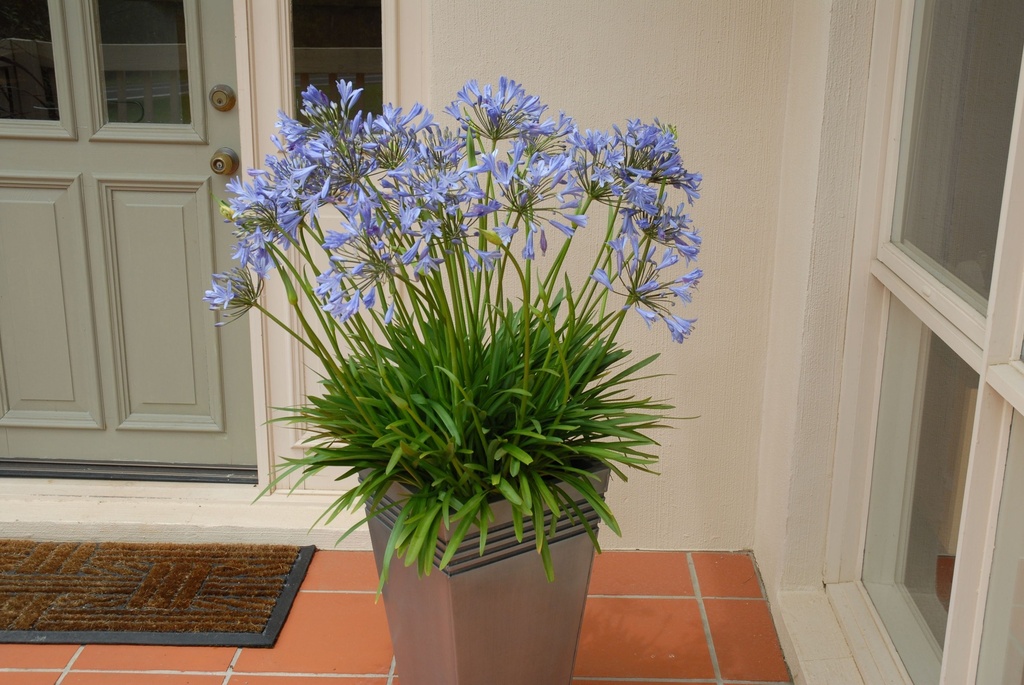 AGBLUEST_20101125215751_xlarge.jpeg
