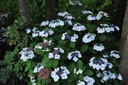 HYMKORIA_20160624132142_xlarge.jpeg