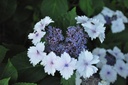 HYMKORIA_20160624131954_xlarge.jpeg