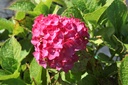 HYMLEUCH_20160825145202_xlarge.jpeg