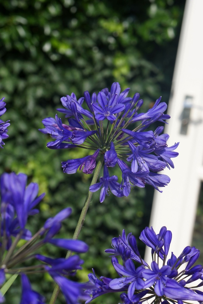 AGBBLUE_20150718165538_xlarge.jpeg