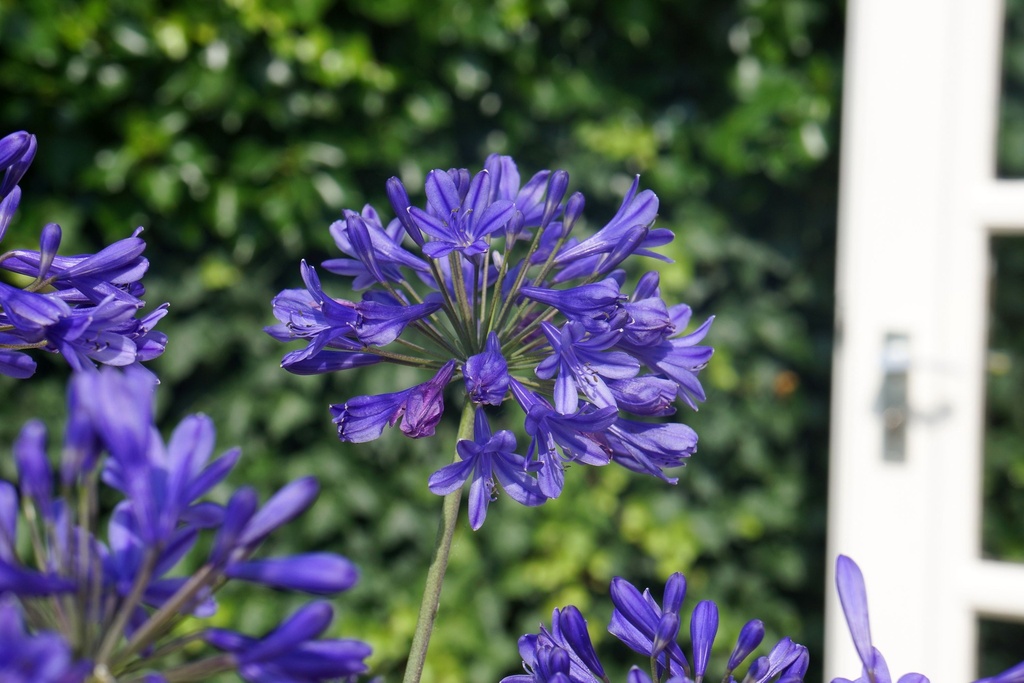 AGBBLUE_20150718165513_xlarge.jpeg