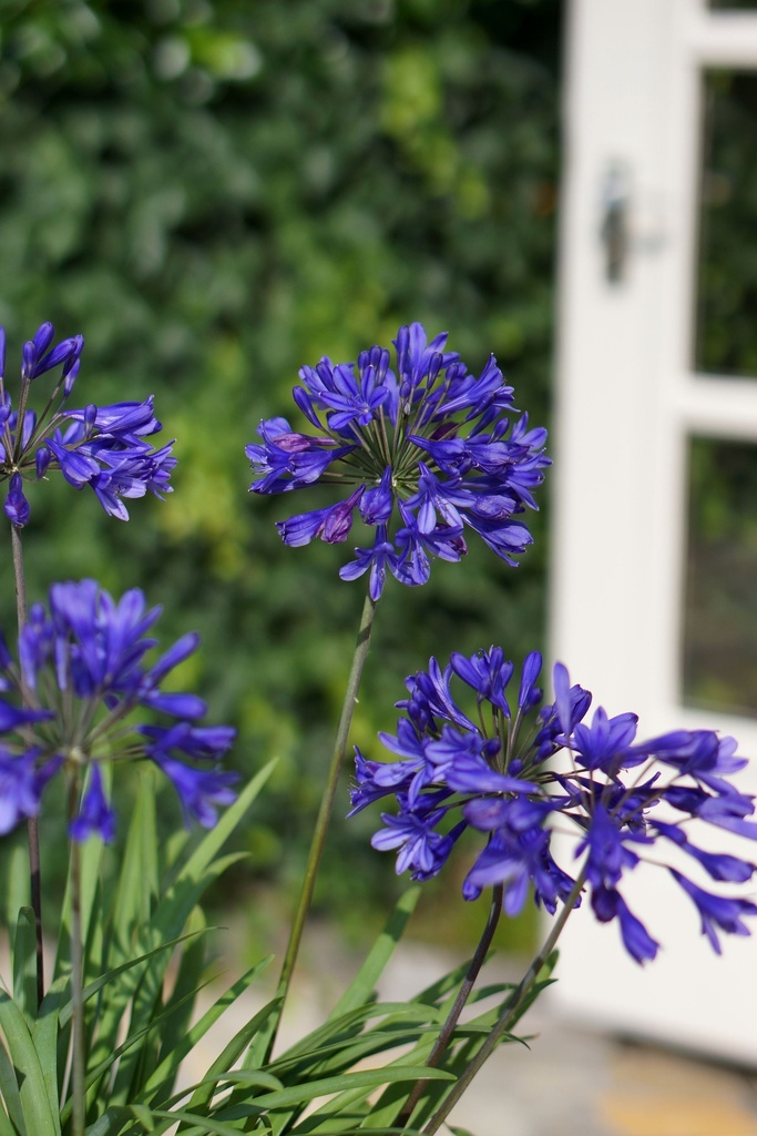 AGBBLUE_20150718165509_xlarge.jpeg