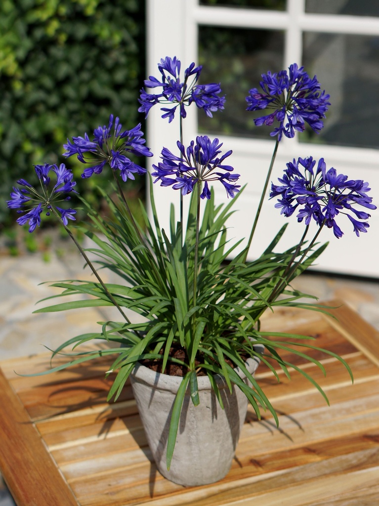 AGBBLUE_20150718165138_xlarge.jpeg