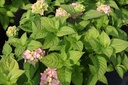 HYMROSIT_20120625174629_xlarge.jpeg