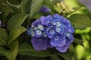 HYMXIAN_20120911161928_xlarge.jpeg