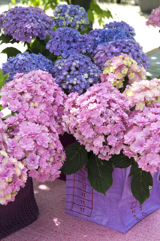 HYMYMTOG_20140613114629_xlarge.jpeg