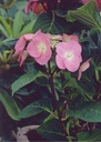 HYMZORRO_20150521154928_xlarge.jpeg