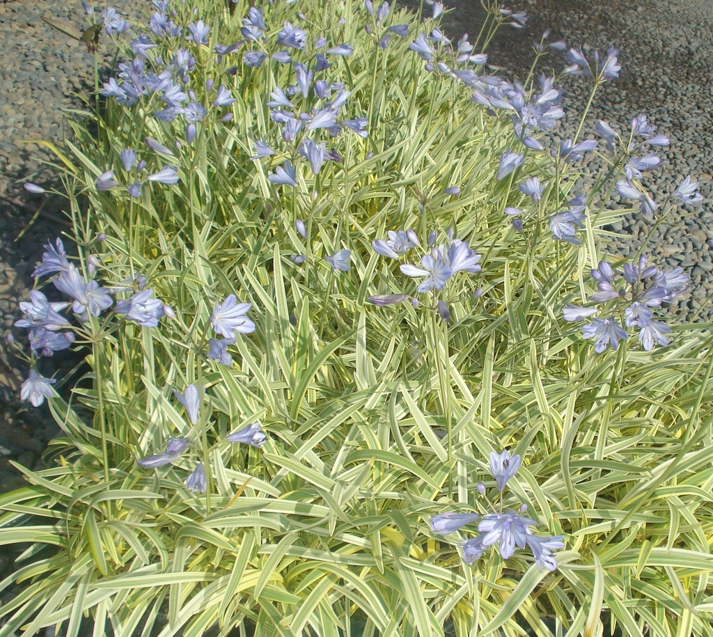 AGGDROP_20100114083356_xlarge.jpeg