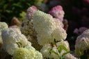 HYPDIAMA_20120904174220_xlarge.jpeg