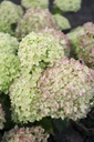 HYPLLIME_20120810192344_xlarge.jpeg
