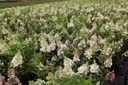 HYPPWINK_20120813161206_xlarge.jpeg