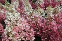 HYPPWINK_20130816133215_xlarge.jpeg