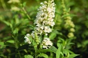 HYPPWINK_20110805103021_xlarge.jpeg