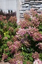 HYPTPINK_20120828090404_xlarge.jpeg