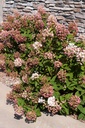 HYPTPINK_20120828085910_xlarge.jpeg