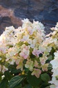 HYPTPINK_20120623084808_xlarge.jpeg