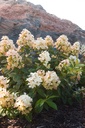 HYPTPINK_20120623084807_xlarge.jpeg