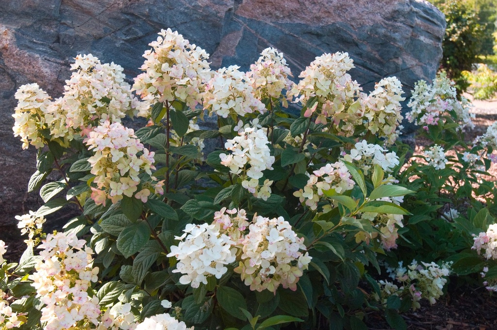 HYPTPINK_20120623084806_xlarge.jpeg