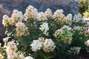 HYPTPINK_20120623084806_xlarge.jpeg