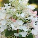 HYPTPINK_20120623084805_xlarge.jpeg