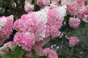 HYPVFRAI_20160804075708_xlarge.jpeg