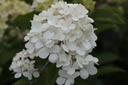 HYPVFRAI_20120911171249_xlarge.jpeg