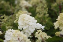 HYPVFRAI_20120911171235_xlarge.jpeg