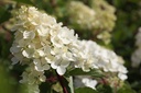 HYPVFRAI_20120911160132_xlarge.jpeg
