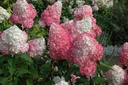 HYPVFRAI_20120726172308_xlarge.jpeg