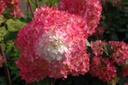 HYPVFRAI_20120726172300_xlarge.jpeg