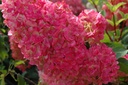 HYPVFRAI_20120726172252_xlarge.jpeg