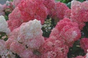 HYPVFRAI_20120726172222_xlarge.jpeg