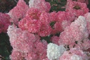 HYPVFRAI_20120726172210_xlarge.jpeg