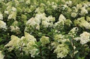 HYPVFRAI_20120709141819_xlarge.jpeg