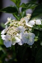 HYRBRIDE_20200818134033_xlarge.jpeg