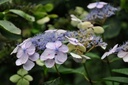 HYSBLUEB_20160624140727_xlarge.jpeg