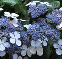 HYSBLUEB_20160624132034_xlarge.jpeg