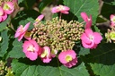 HYSCCAND_20120531114311_xlarge.jpeg