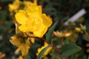 HYHIDCOT_20160708082912_xlarge.jpeg